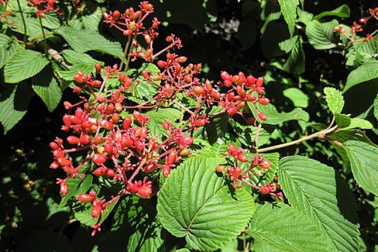 Doublefile viburnum fruit. Photo by Raffi Kojian, via Wikimedia Commons (CC BY-SA 3.0)