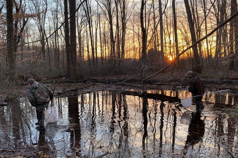 Chris Urban and Brandon Ruhe in woodland vernal pool. These pools will dry up in the summer and do not support fish populations – an essential requirement for the life cycle of a salamander.