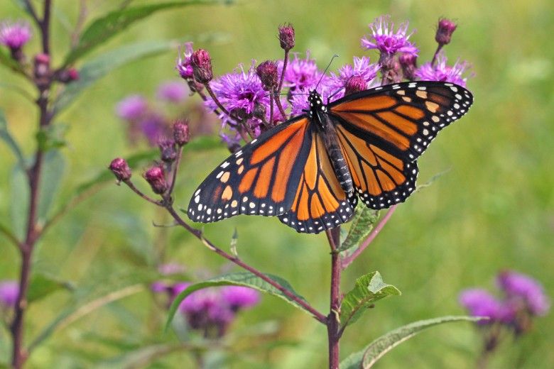 Butterfly pollinating a purple flower. Photo by Amy Taracido