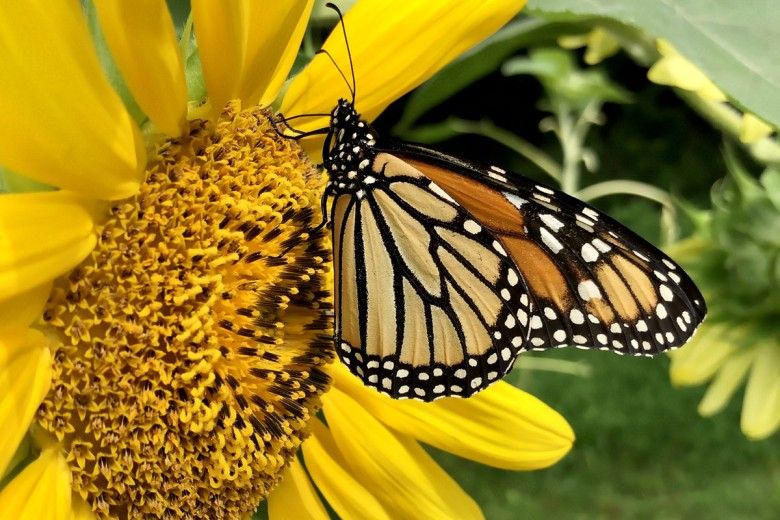 A monarch butterfly rests in the center of a sunflower.