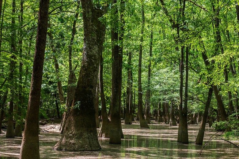 Bald Cypress trees, cappellacci, CC BY 2.0, via Wikimedia Commons