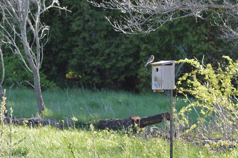 eastern bluebird