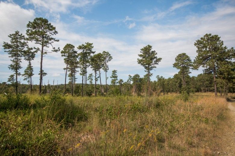 wide view of serpentine barrens community, Nottingham barrens