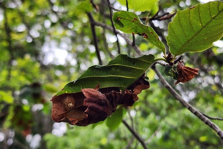 a crinkled beech tree leaf, showing the signs of Beech Leaf Disease