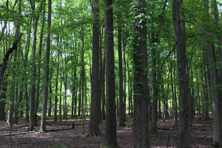 wide angle view of a forest with tall thin trees.
