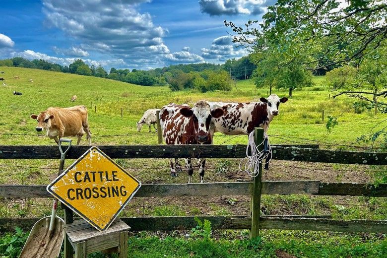 vibrant shot of spotted cows standing in a green field behind a wooden fence with a yellow "Cattle Crossing" sign propped up against it