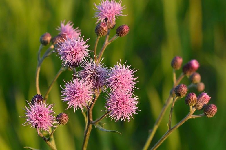 purple flowers in bloom