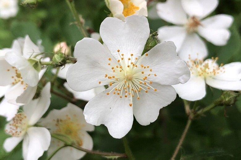 close-up shot of white flowers with heart shaped petals and yellow centers