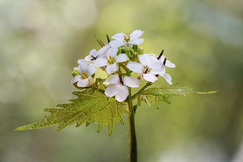 photo of flowers with white petals and leaves with jagged edges