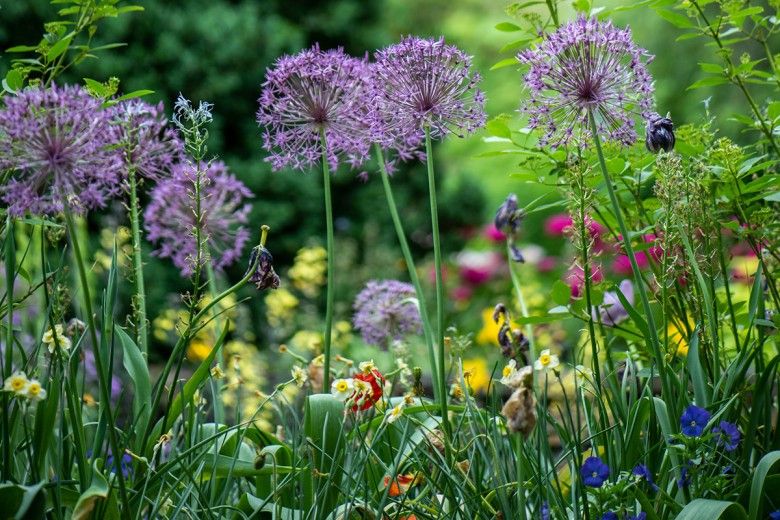 photo of a variety of different flowers in bloom seen from the ground.