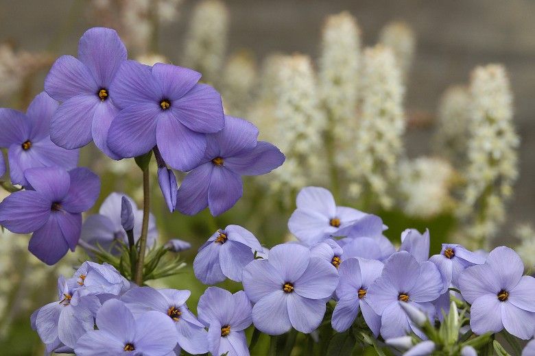 Photo of purple and white native plants