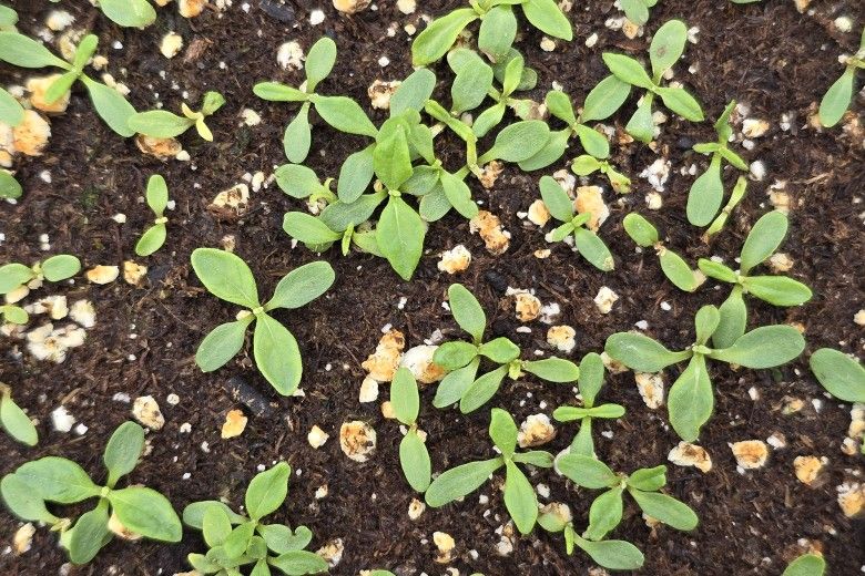 New York Ironweed (Vernonia noveboracensis) seedlings. Photo by Melissa Reckner