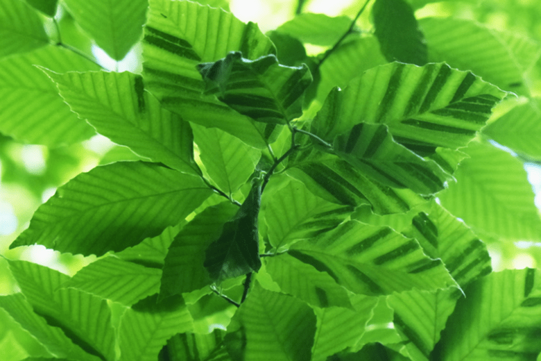 Green Beech Leaf