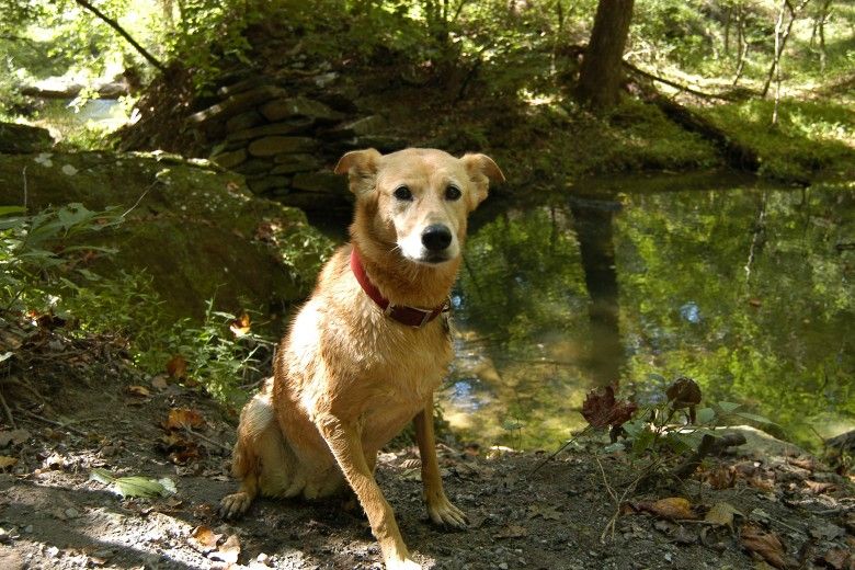 Dog sitting next to a creek in the woods
