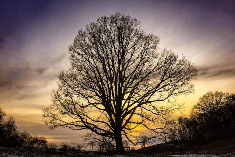 Winter tree and sunrise