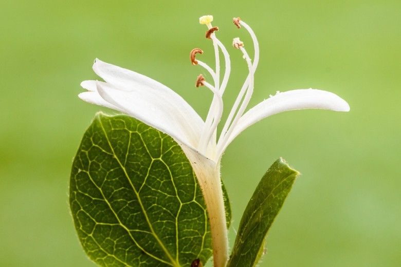 closeup of white flower