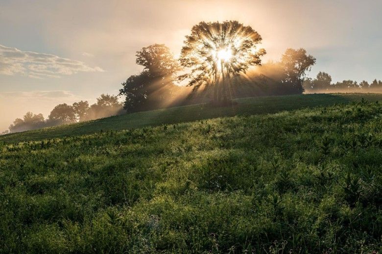 landscape with sun shining through tree