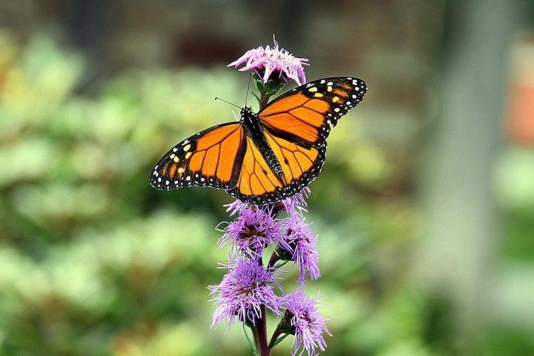 monarch butterfly resting on purple flower