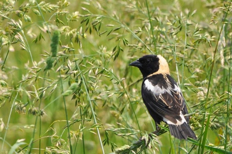 Photo of a bobolink sitting in a field