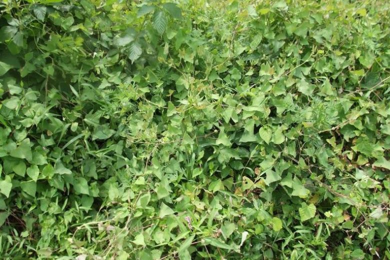 Mile-a-minute vine