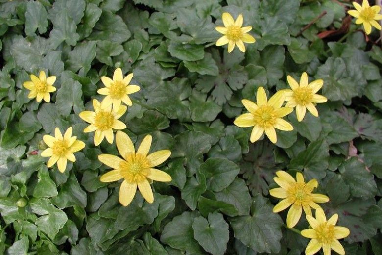 Lesser celandine flowers.  Leslie J. Mehrhoff, University of Connecticut, Bugwood.org 