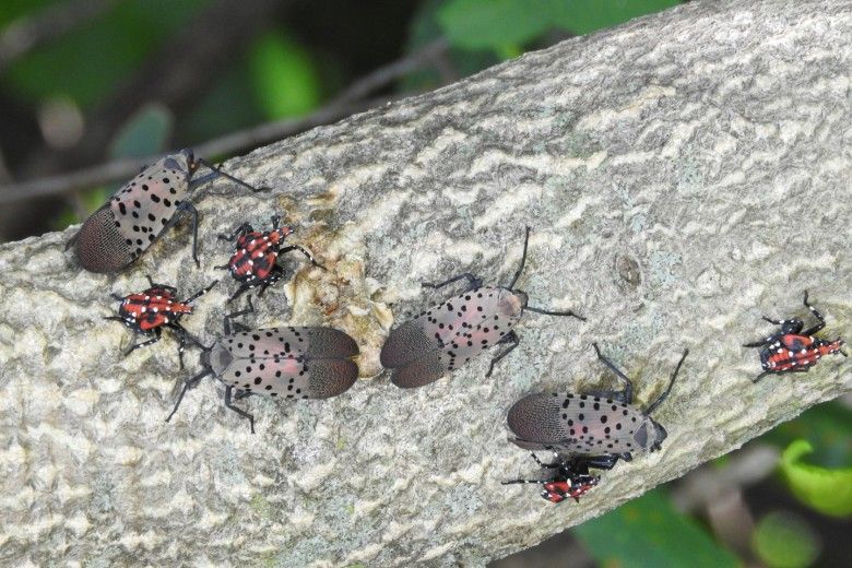Spotted lanternfly in late nymph and adult phase. Photo by Richard Gardner, Bugwood.org