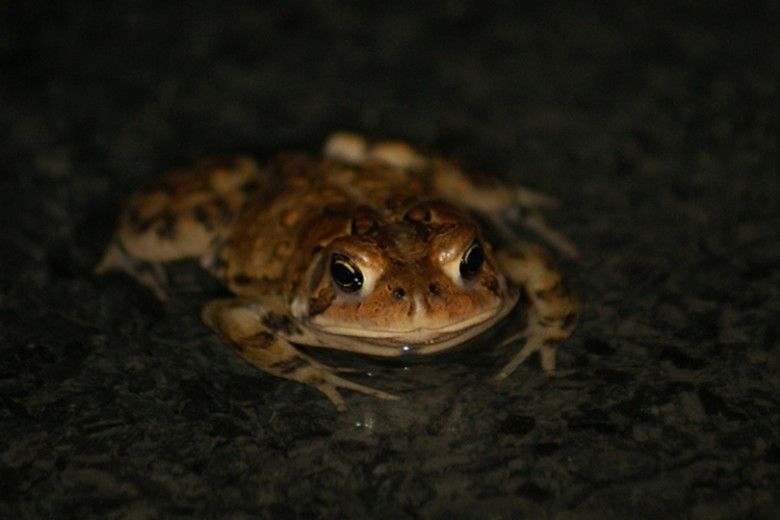 American Toad