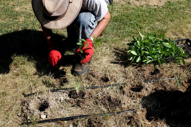 Planting in the butterfly garden