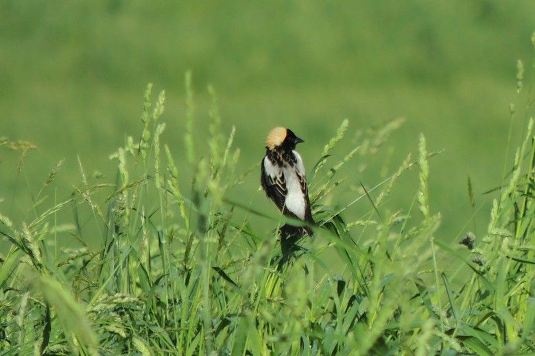 Bobolink, a native bird, in a grassy area by John Goodall of the Brandywine Conservancy