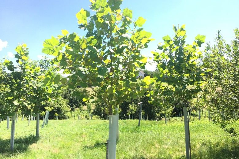 Image of trees planted by the Brandywine Conservancy in 2011
