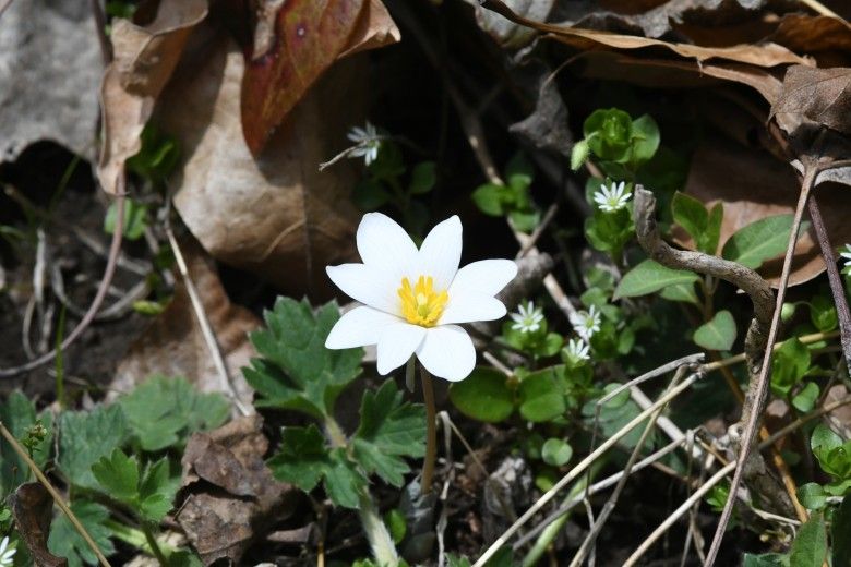 Early spring flowers  Brandywine Conservancy and Museum of Art