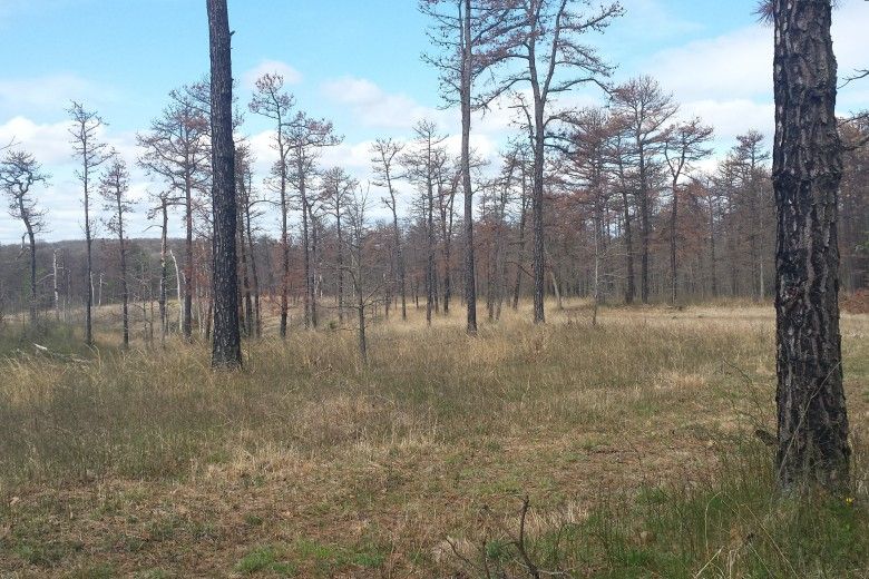 Dead Pitch Pines, April 2018. Photo by Kelly Ford