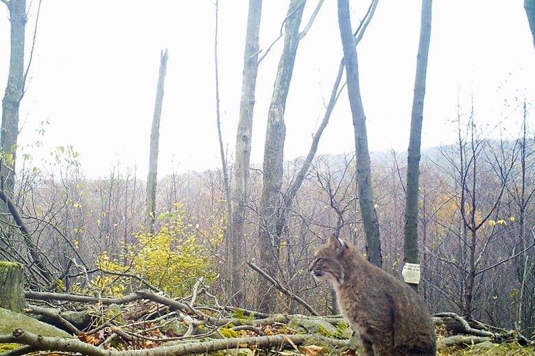 Bobcat at Penguin Court Preserve