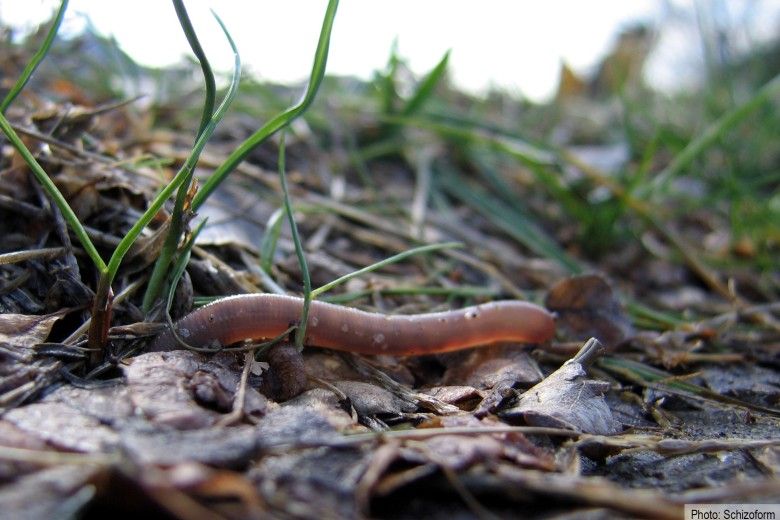 Earthworms in the dirt. Photo by Schizoform via flickr