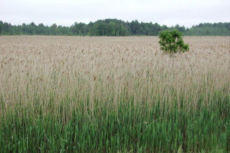 Field of Phragmites, Leslie J. Mehrhoff, University of Connecticut, Bugwood.org