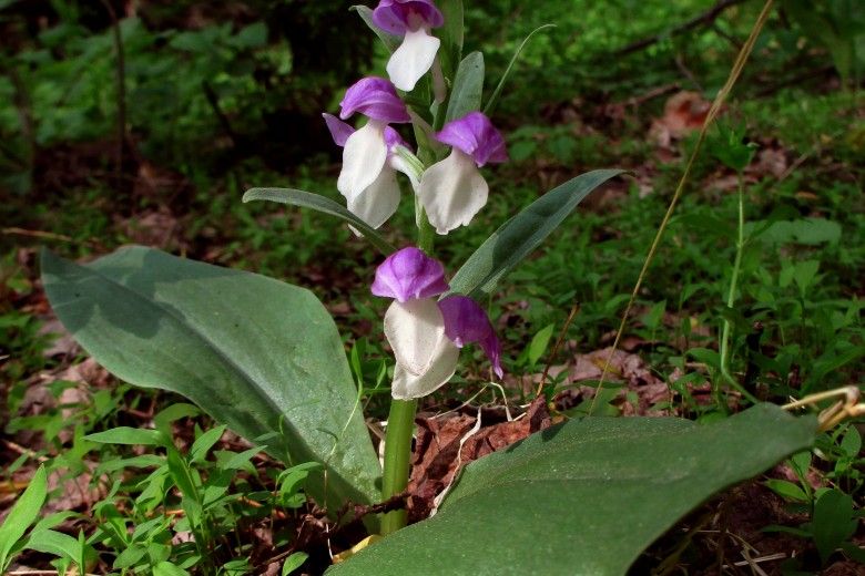 Showy Orchid (Galearis spectabilis)