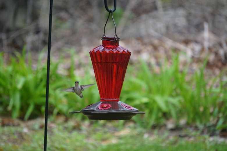 Hummingbird flying towards feeder. Photo by Melissa Reckner.