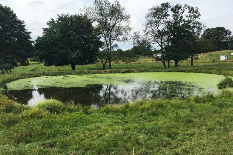 With no vegetation planted around the edge other than grass, a pond is susceptible to excessive surface growth. 