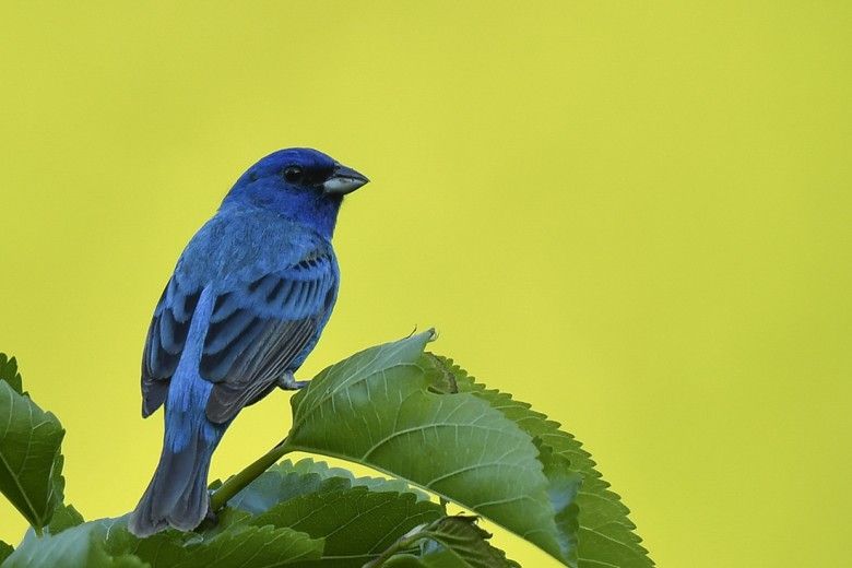 Indigo Bunting. Photo by Jim Moffett