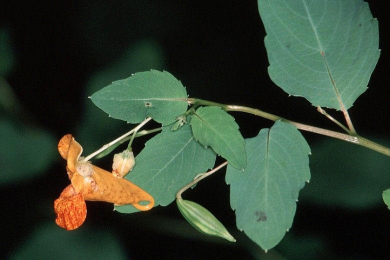 Jewelweed. Photo by Jerry A. Payne, USDA Agricultural Research Service, Bugwood.org