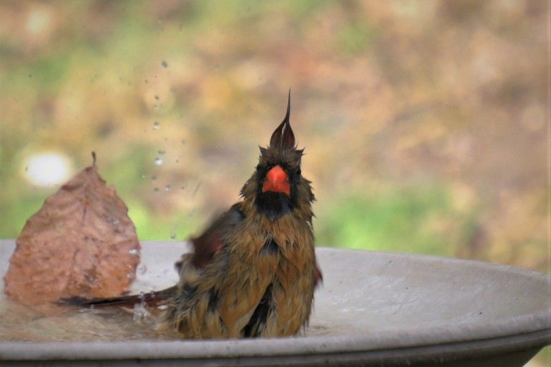 Lady cardinal. Photo by Melissa Reckner.