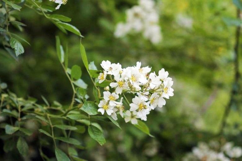 Multiflora rose, Photo by Rob Routledge, Sault College, Bugwood.org