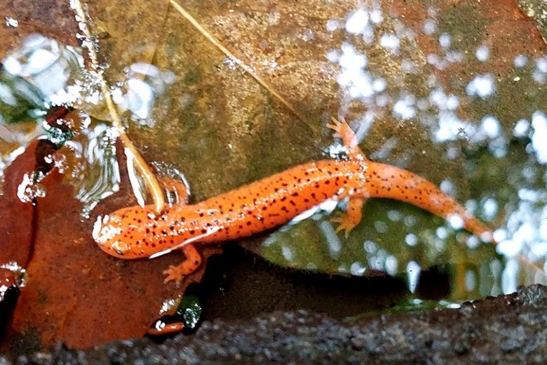 Northern-Red-Salamander
