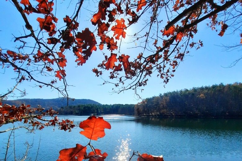 Oak tree leaves. Photo by Melissa Reckner