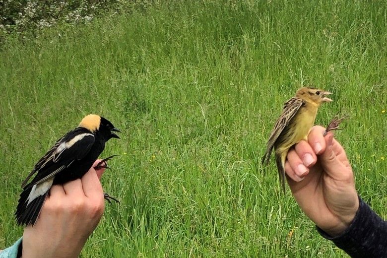 Male and female bobolinks. Photo by Alison Fetterman