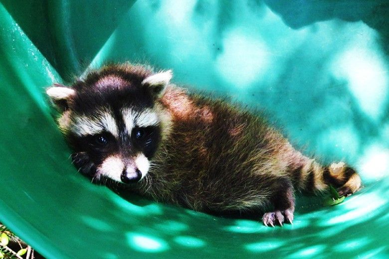 baby racoon