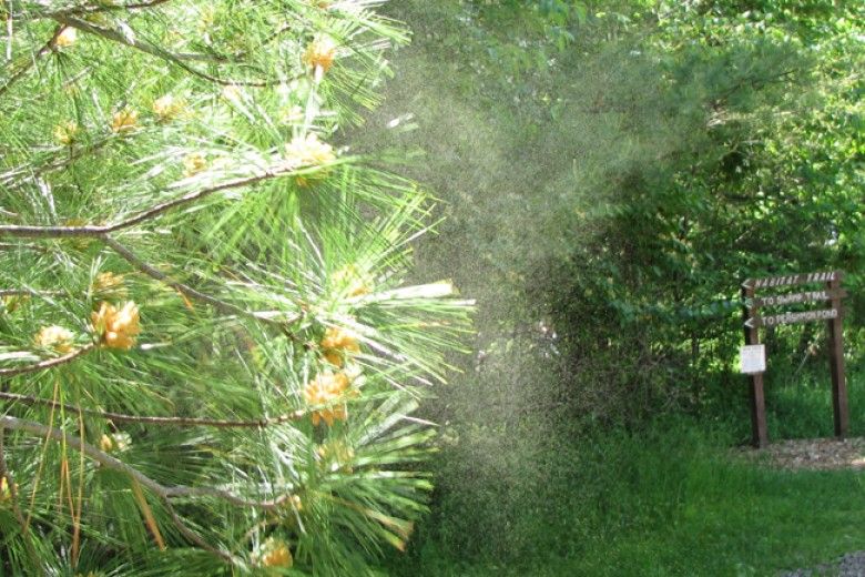 Wind-dispersed pollen from a pine tree. Image by Beatriz Moisset, via Wikimedia Commons.