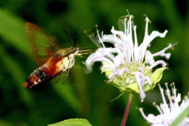 A sphinx moth is one of the few moths that comes out during the day. Photo: David Cappaert, Bugwood.org