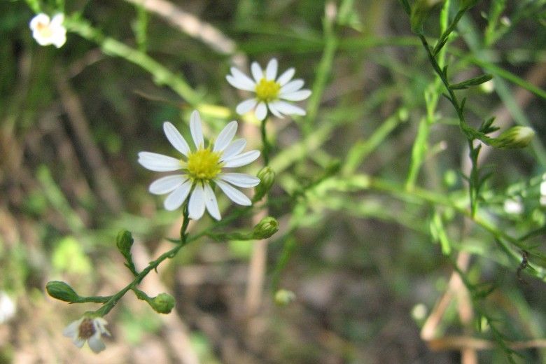 Serpentine aster (Symphotricum depauperatum)