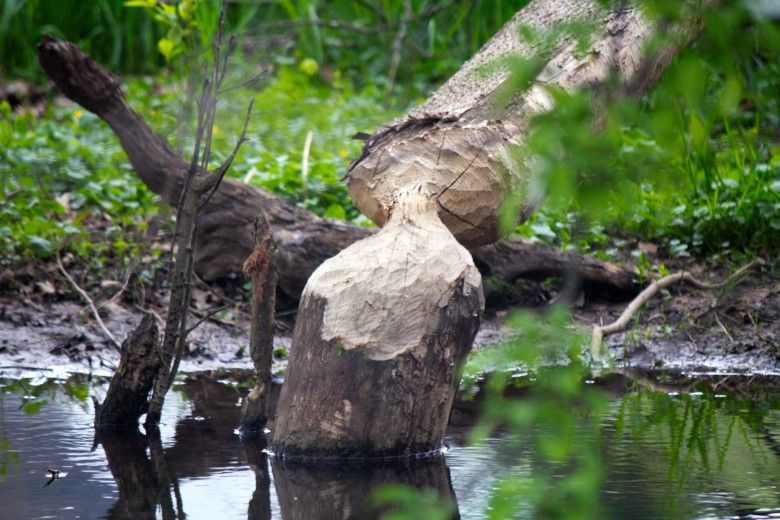 beaver-gnawed tree at Waterloo Mills preserve